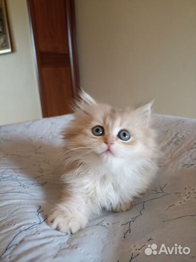 Персидская кошечка