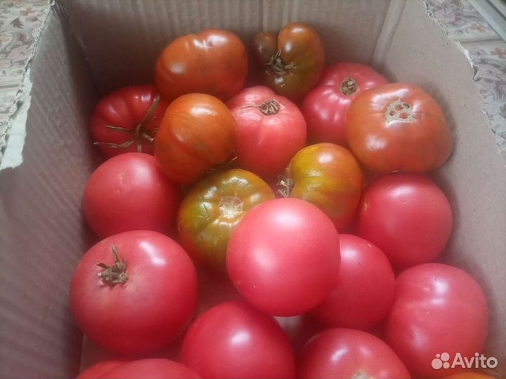 Помидоры домашние