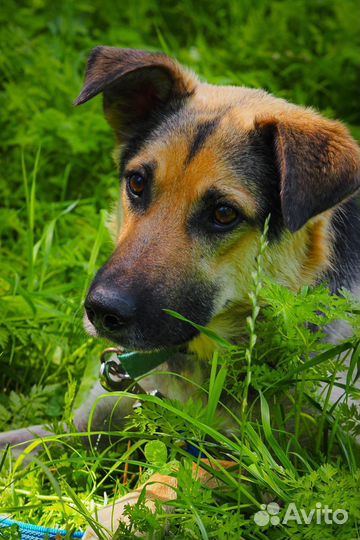Собаке из приюта нужен дом