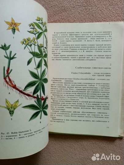 Тропические и субтропические лекарственные растени