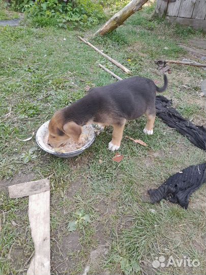 Русская гончая