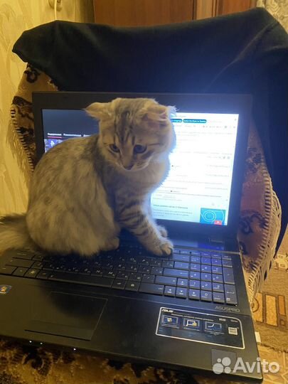 Шотландская вислоухая кошечка