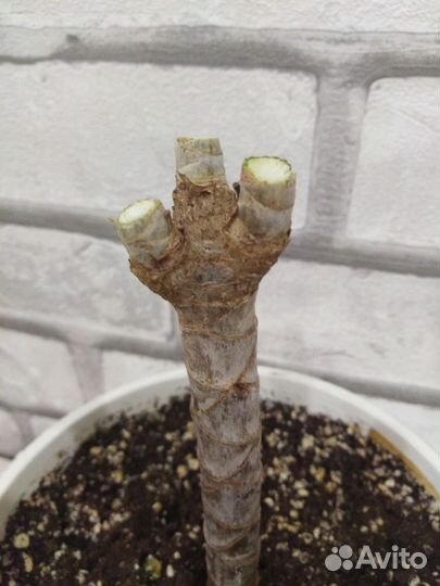 Пальма драцена