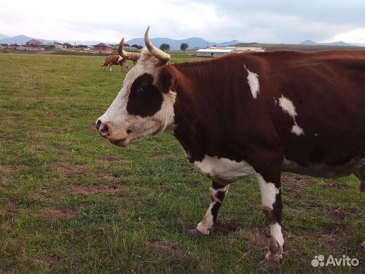 Корова дойная