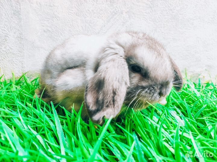 Карликовый кролик - королевский редкий