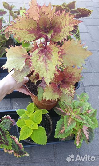 Колеус в ассортименте