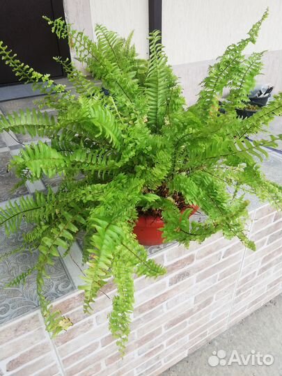 Папоротник Нефролепис Кучерявый