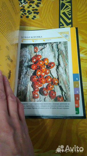 Книга Мир животных