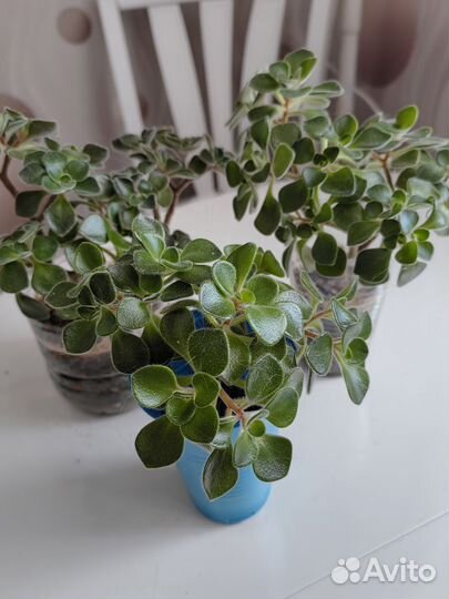 Аихризон, дерево любви