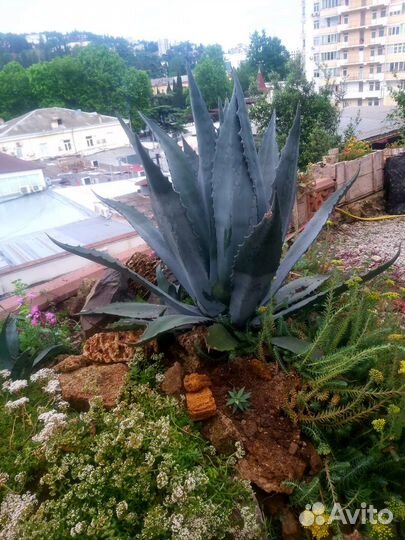 Агава голубая