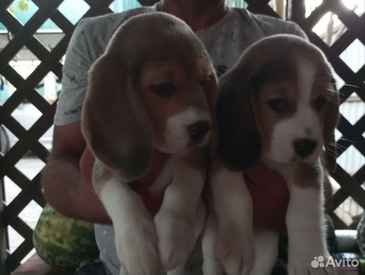 Щенки бигль РКФ