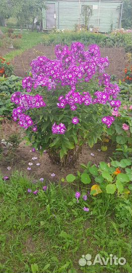 Флоксы сортовые