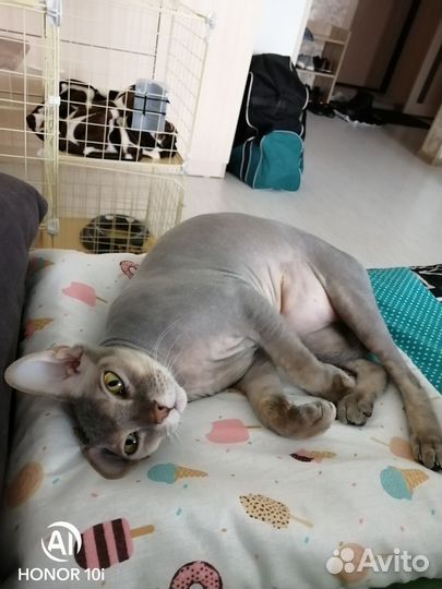 Донской сфинкс кот