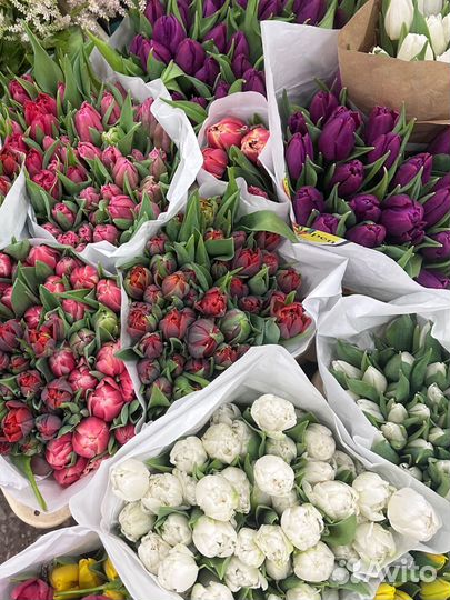 Тюльпаны 51-101шт