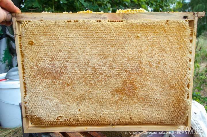 Мёд в сотах