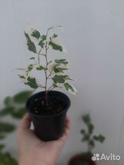 Фикусы бенджамина и барок