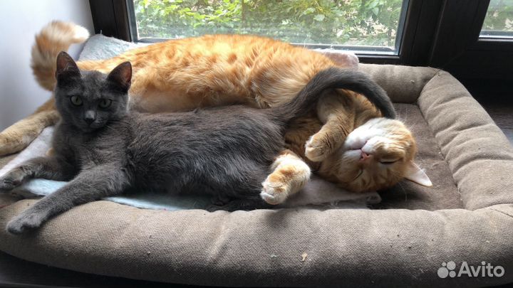 Котенок -девочка