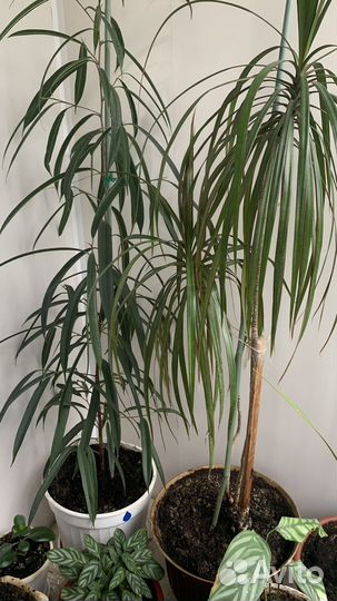 Цветы для офиса и дома