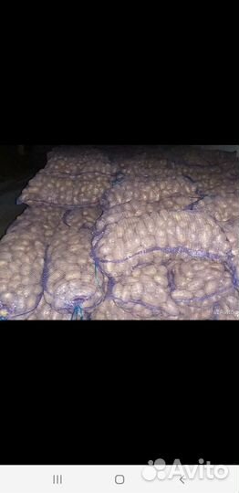 Продам картофель оптом