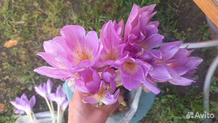 Луковицы безвременника