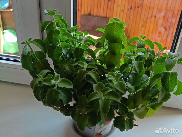 Цветок мята