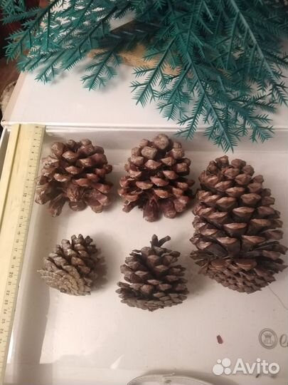Шишка кедровая для поделок