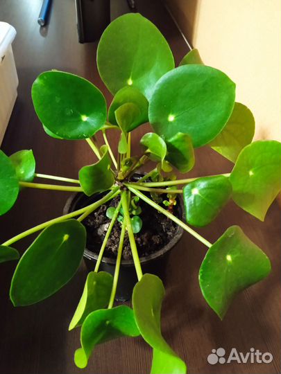 Пилея пеперомиевидная