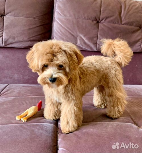 Щенки мальтипу f1