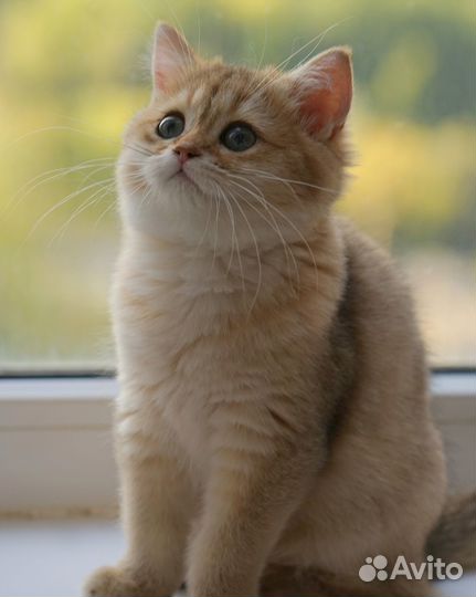 Британская шиншилла, котята