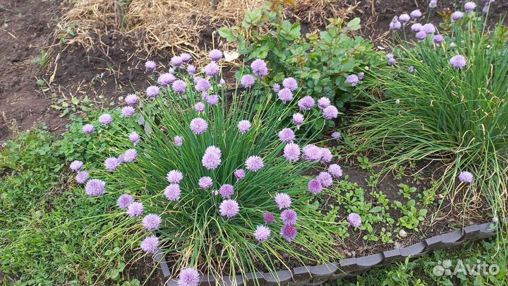 Цветы для сада