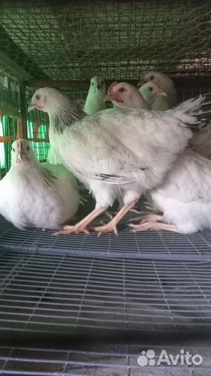 Куры, курочка молодка