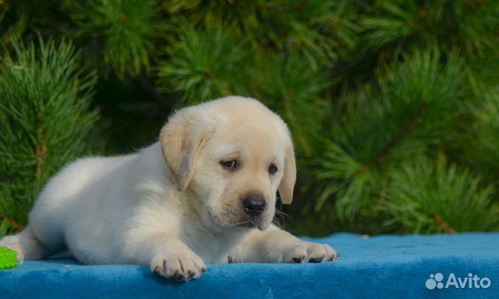 Продам щенков лабрадора