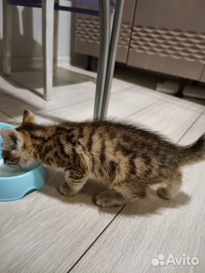 Кошки в добрые руки бесплатно