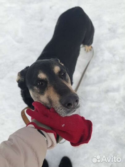 Собаку-улыбаку Макса совсем никто не замечает