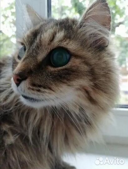 Груминг (модели)