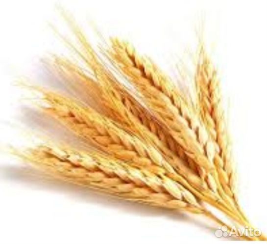 Пшеница