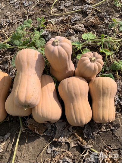 Тыква витаминная