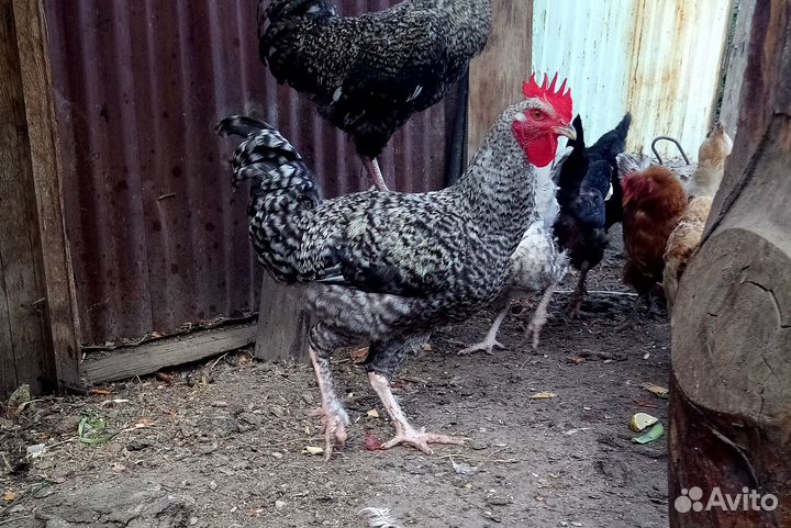 Молодой петушок Пушкинский + 4 курочки