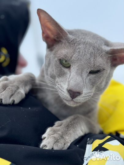 Семья ориенталов