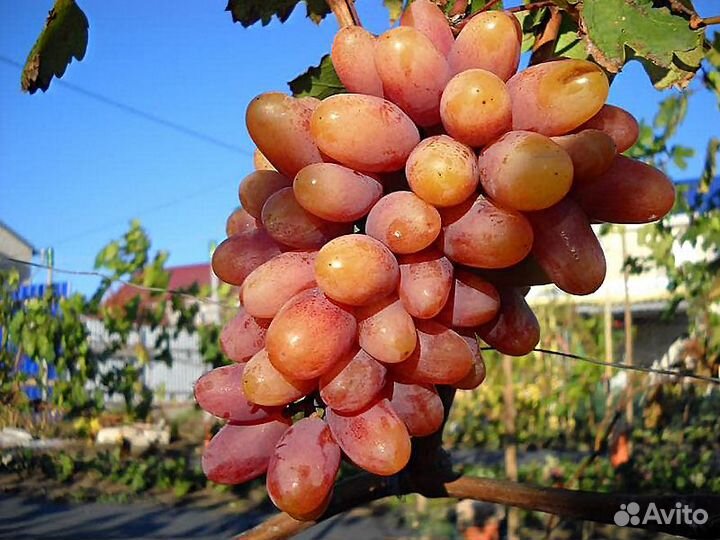 Виноград культурный 