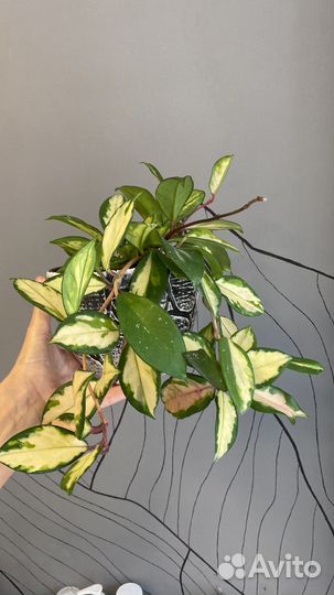 Хойя триколор