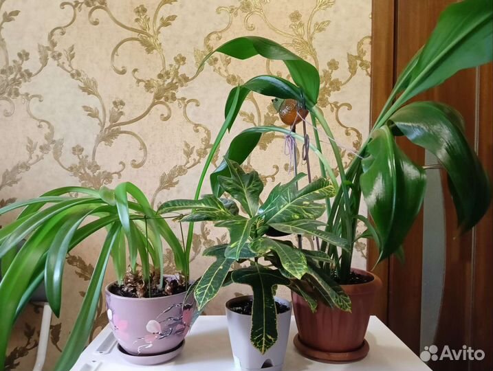 Кротон, лилия