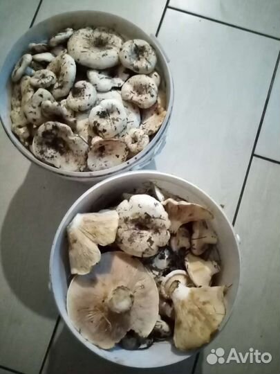 Грибы Грузди