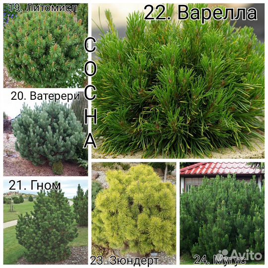 Сосна, можжевельник, тсуга, кипарисовик