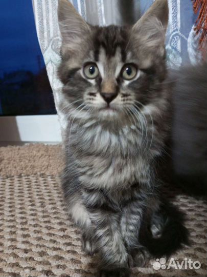 Котята мейн-кун