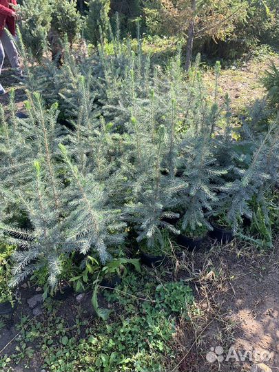 Ель голубая глаука мистик блю