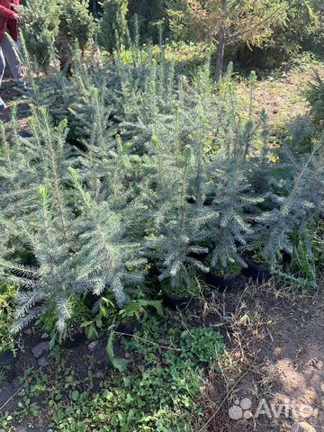 Ель голубая глаука мистик блю