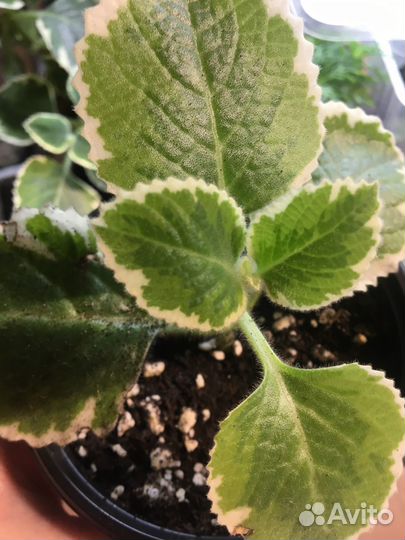 Комнатные цветы и садовые