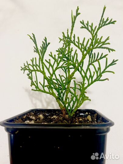 Туя Брабант саженцы