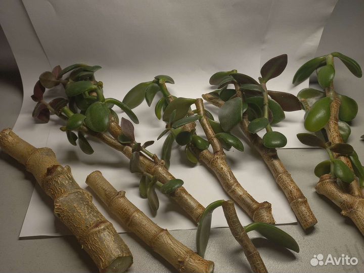 Денежное дерево